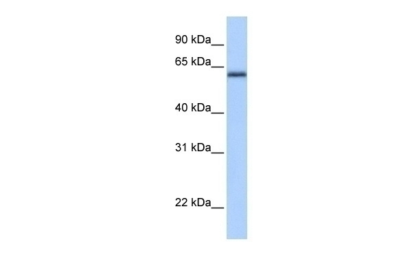 ZBTB26 Antibody