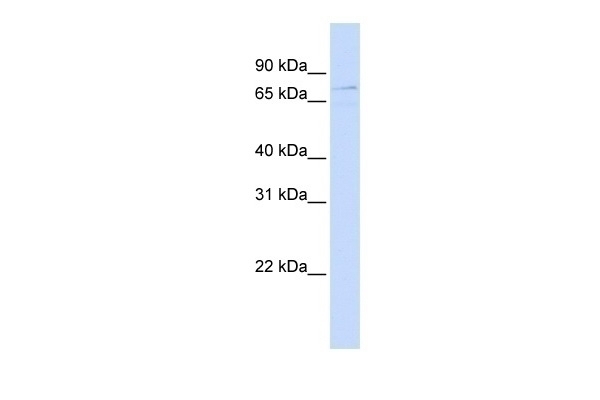 ZBTB3 Antibody
