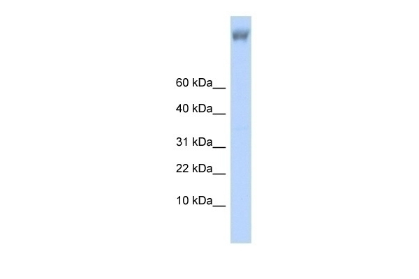 ZNF644 Antibody