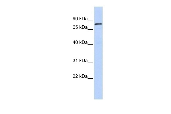 ZNF333 Antibody