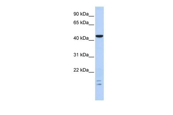 BTBD6 Antibody
