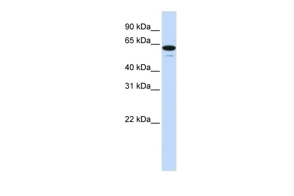 ZNF655 Antibody