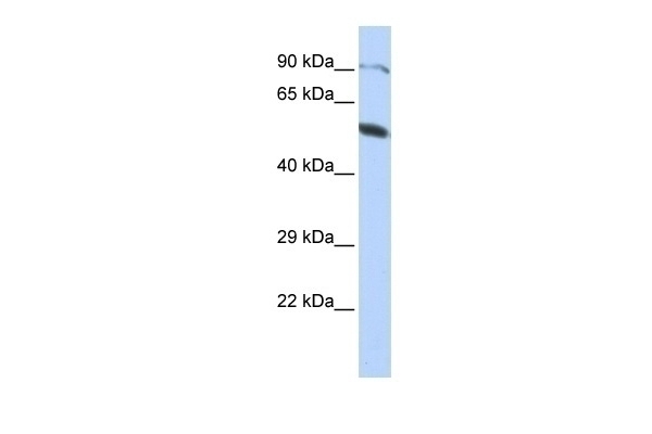 ZNF641 Antibody
