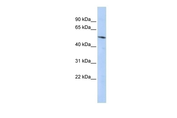BCL6B Antibody