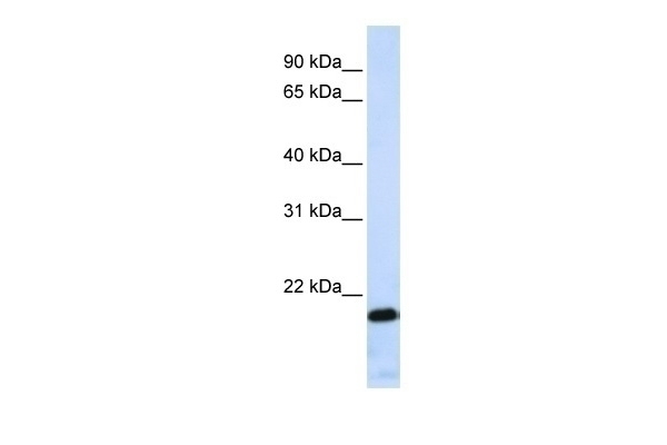 ZNF428 Antibody