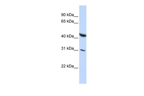 BRUNOL6 Antibody