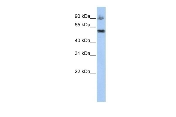 ASCC2 Antibody