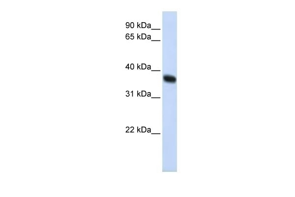 ZNF364 Antibody