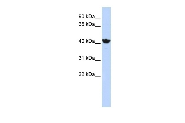 ADH4 Antibody