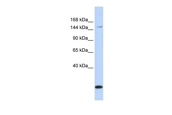 ABCC3 Antibody