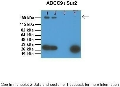ABCC9 Antibody