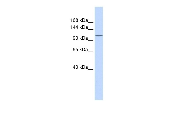 ATP2B3 Antibody