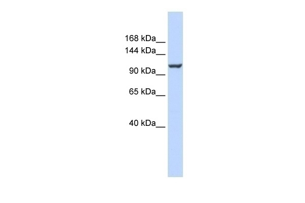 ATP2B4 Antibody