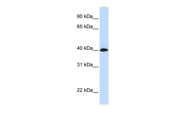 VSIG8 Antibody