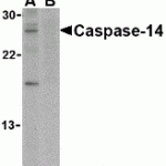 Western blot analysis of caspase-14 in Jurkat cell lysate in the (A) absence or (B) presence of blocking peptide (2509P) with caspase-14 antibody at 1 μg/mL.