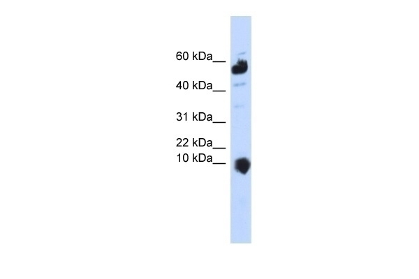C1orf151 Antibody