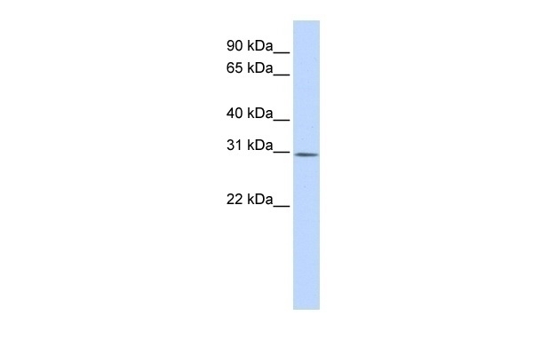 YIF1B Antibody