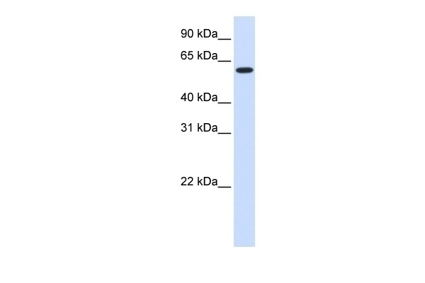 UGT8 Antibody