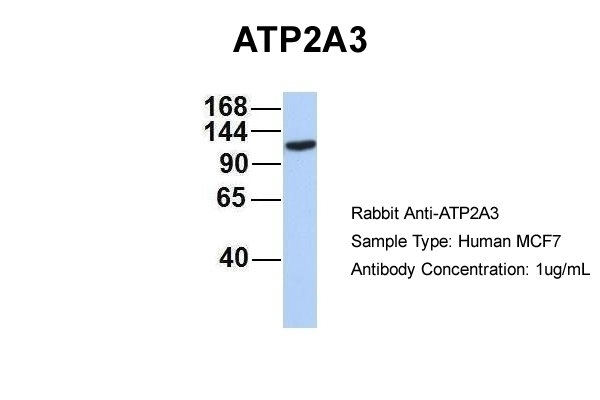 ATP2A3 Antibody