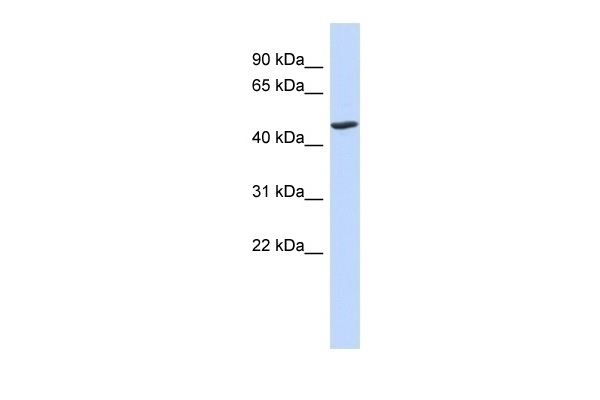 BTNL3 Antibody