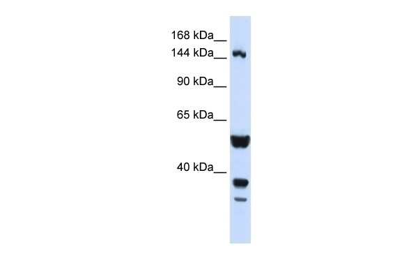 ABI3BP Antibody