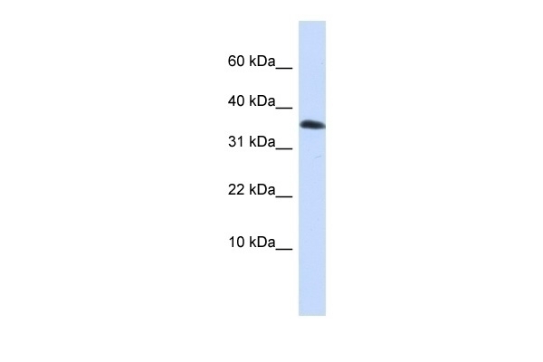 EMX1 Antibody