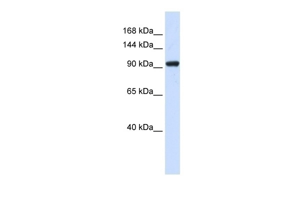 ZNF452 Antibody