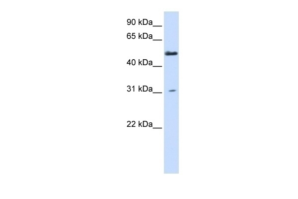 AGXT2L2 Antibody