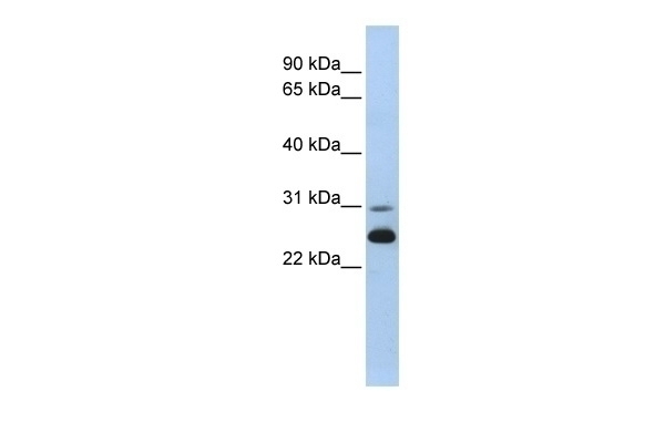 AK1 Antibody