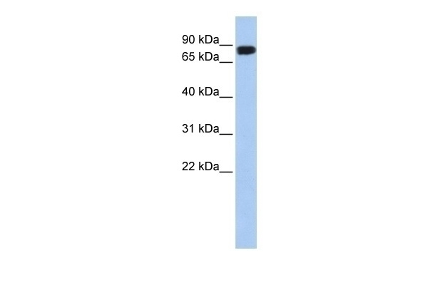 APEH Antibody