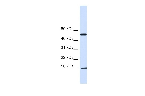 ATPIF1 Antibody