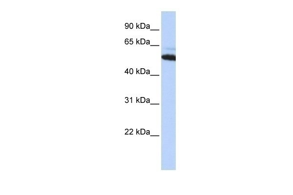 ATE1 Antibody
