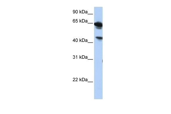 BAT5 Antibody