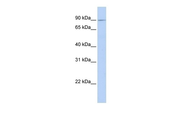 XYLT2 Antibody