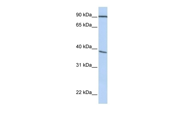 POPDC3 Antibody