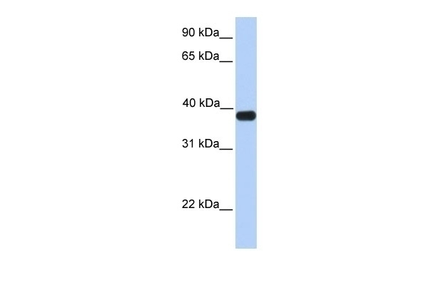 ASB5 Antibody