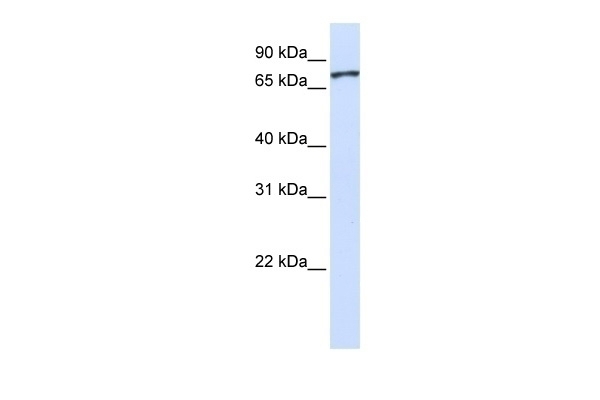 UNC5A Antibody