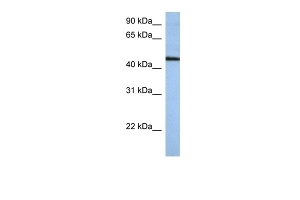 ZNF766 Antibody