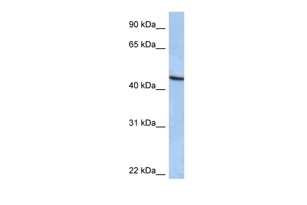 ZNF766 Antibody