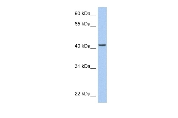ARID3C Antibody