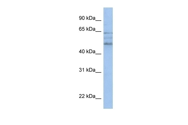 ZMYND17 Antibody
