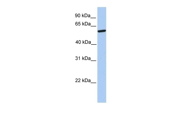 ZNF284 Antibody