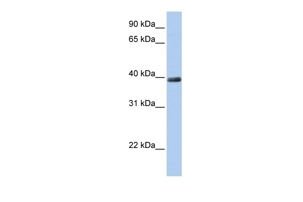 ZNF391 Antibody