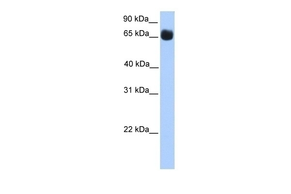 ZNF433 Antibody