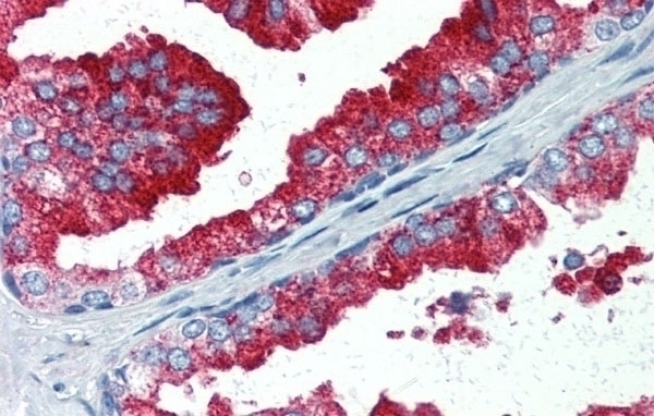 YAP1 Antibody