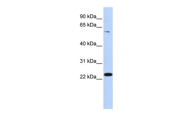 ZNF460 Antibody