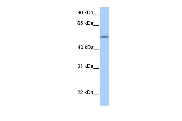 ZNF708 Antibody