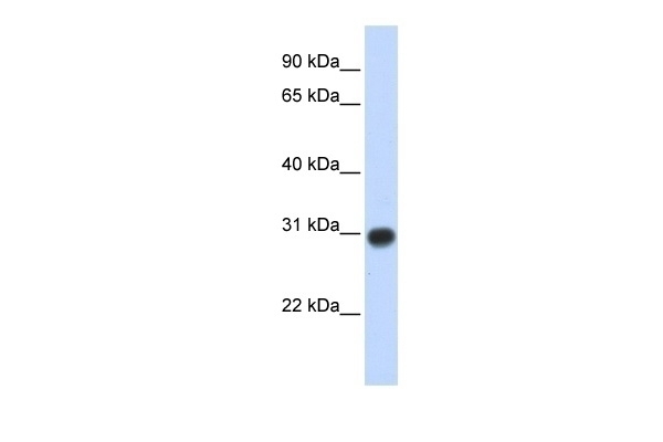ZMYND19 Antibody