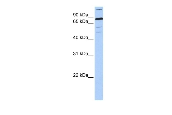ZNF700 Antibody