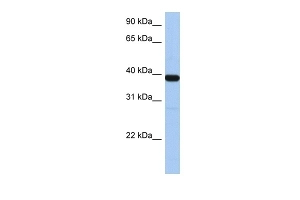 ZNF781 Antibody